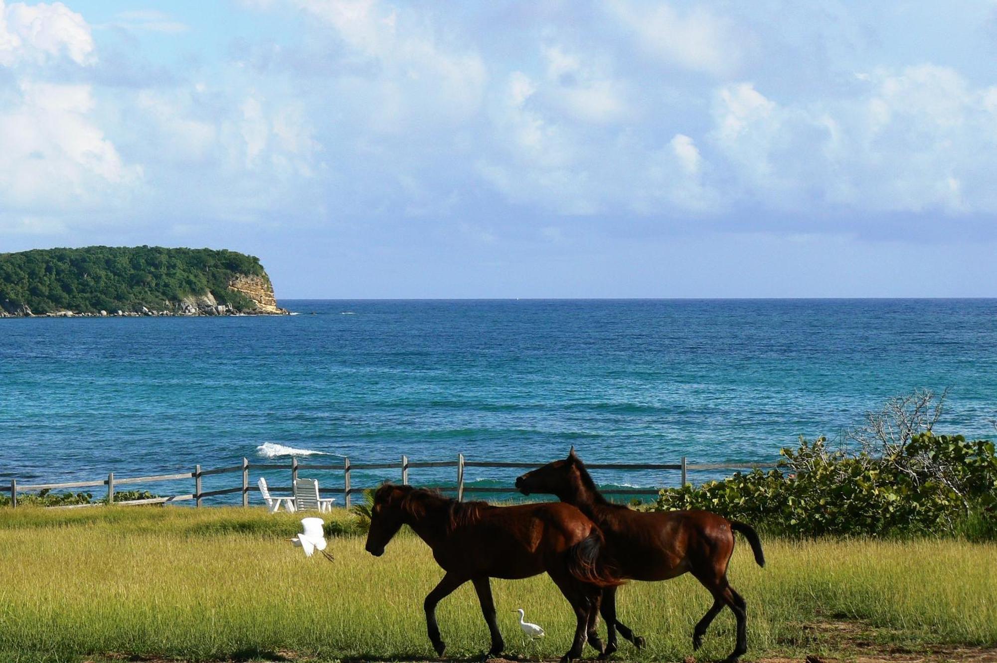 Blue Horizon Boutique Resort (Adults Only) В'єкес Екстер'єр фото